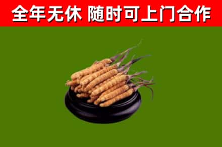 沧州市回收冬虫夏草